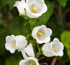 Çan Çiçeği Kesici ve Silikon Damarlayıcı Seti