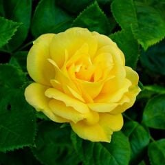 Gül Kesici ve Silikon Damarlayıcı Kalıp - 3