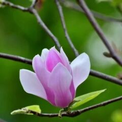 Manolya Kesici ve Silikon Damarlayıcı