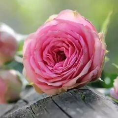 Gül Kesici ve Silikon Damarlayıcı - 1