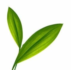 Yeşil Dal Yaprak Kesici ve Silikon Damarlayıcı