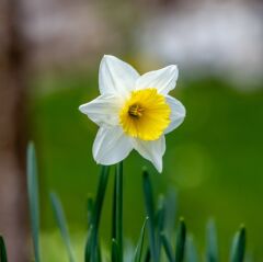 Nergis Kesici ve Silikon Damarlayıcı