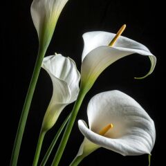 Büyük Gala Çiçeği Kesici ve Silikon Damarlayıcı