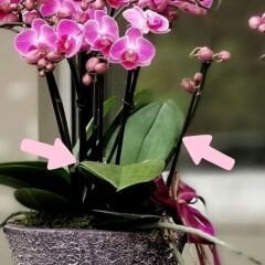 Orkide Yeşil Yaprak Kesici ve Silikon Damarlayıcı