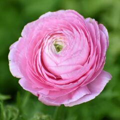 Ranunculus (Erengül) Kesici ve Silikon Damarlayıcı