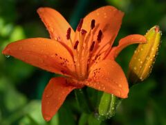 Büyük Zambak Kesici ve Silikon Damarlayıcı